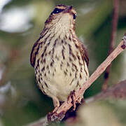 Northern Waterthrush