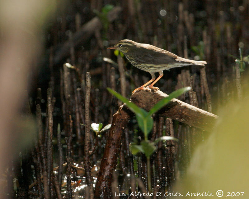 Northern Waterthrush