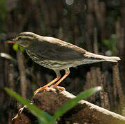 Northern Waterthrush