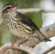 Northern Waterthrush