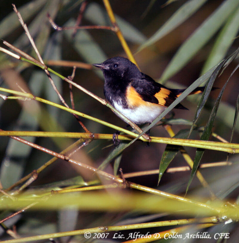 American Redstart