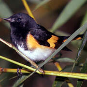 American Redstart