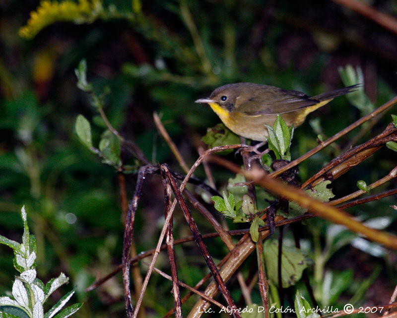 Common Yellowthroat male juvenile