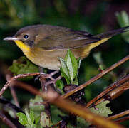 Common Yellowthroat