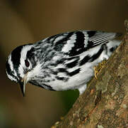 Black-and-white Warbler