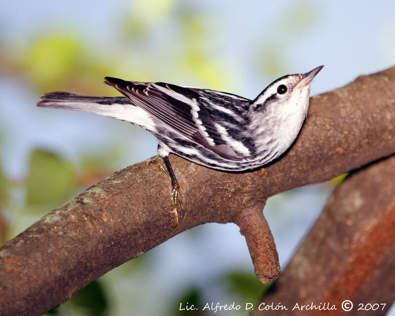 Black-and-white Warbler