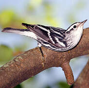 Black-and-white Warbler