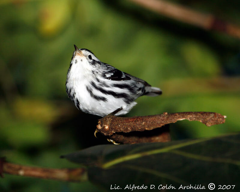 Paruline noir et blanc