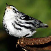 Black-and-white Warbler