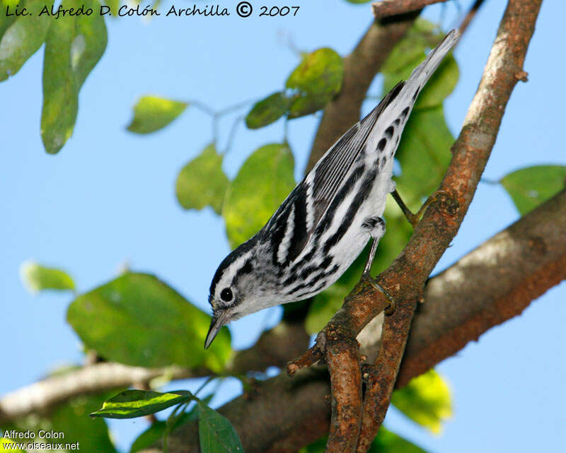 Paruline noir et blanc mâle adulte internuptial, identification