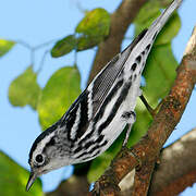 Black-and-white Warbler