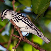 Black-and-white Warbler