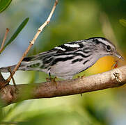 Black-and-white Warbler