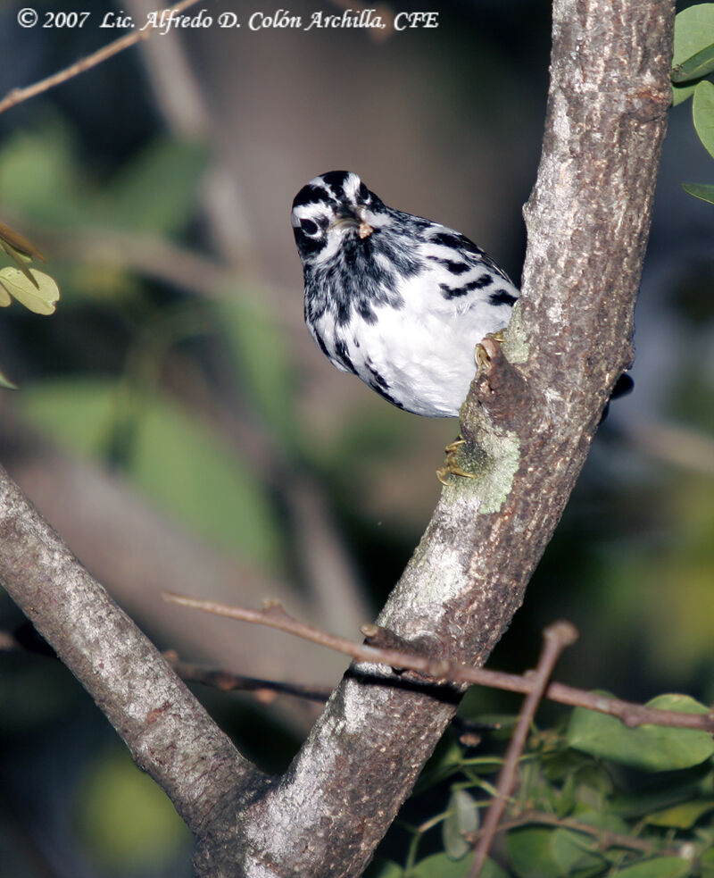 Black-and-white Warbler