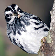 Black-and-white Warbler