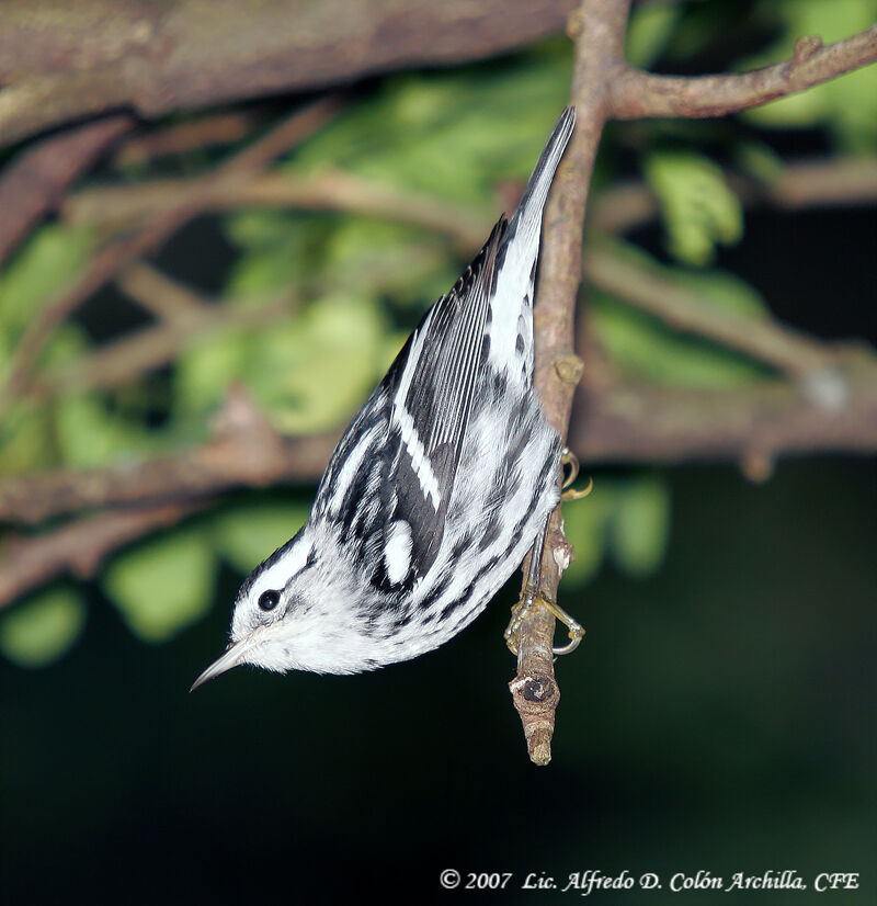 Black-and-white Warbler