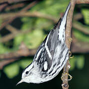 Paruline noir et blanc