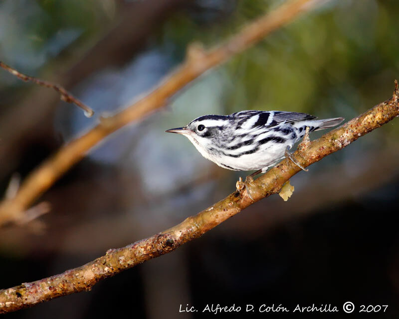 Black-and-white Warbler