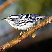 Black-and-white Warbler