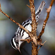 Black-and-white Warbler