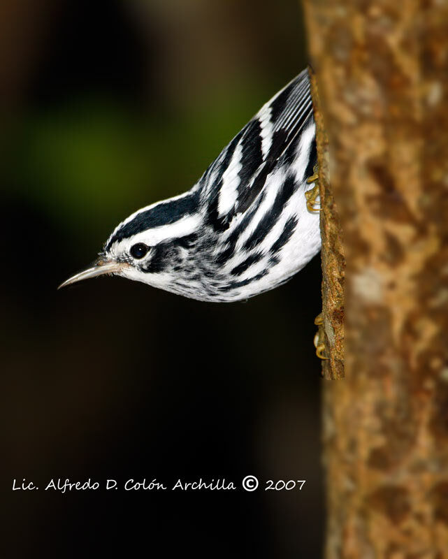 Black-and-white Warbler male