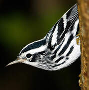 Black-and-white Warbler