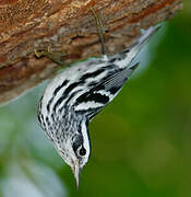 Black-and-white Warbler