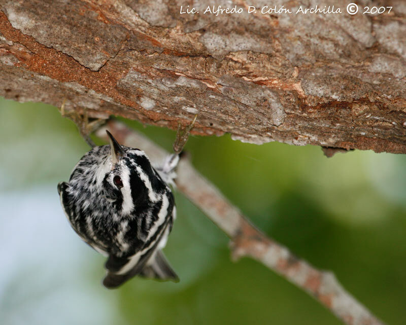 Black-and-white Warbler