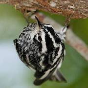 Black-and-white Warbler