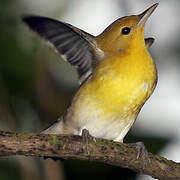 Prothonotary Warbler