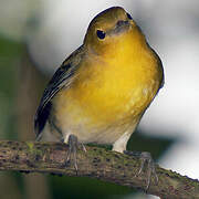 Prothonotary Warbler