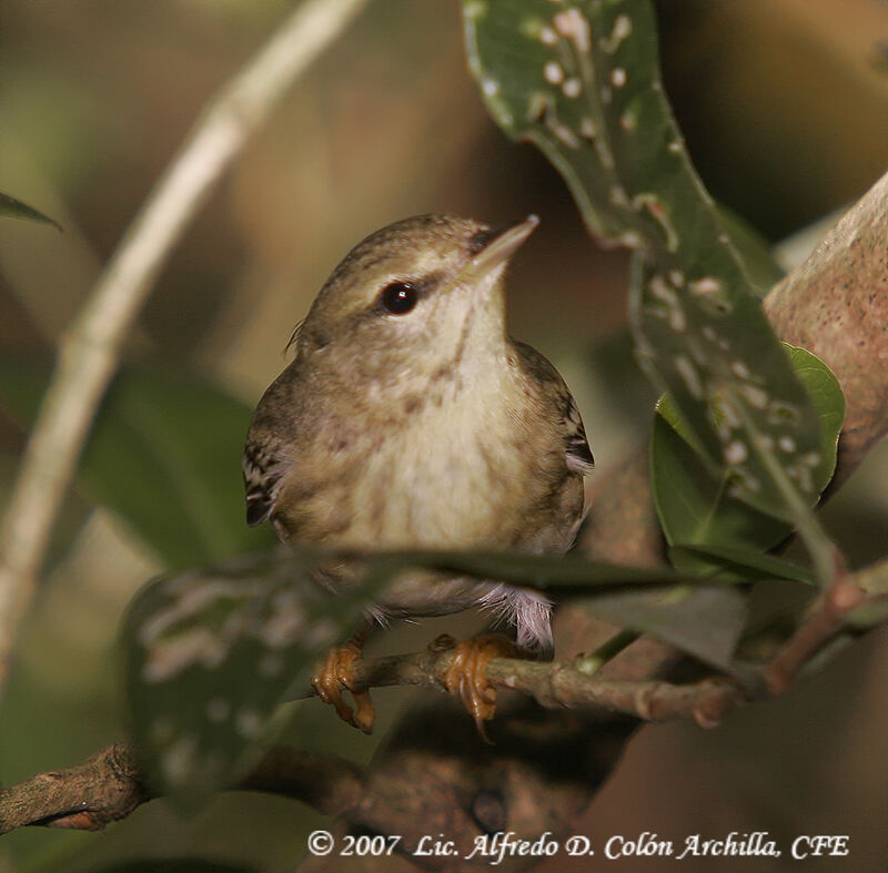 Paruline rayée