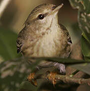 Paruline rayée