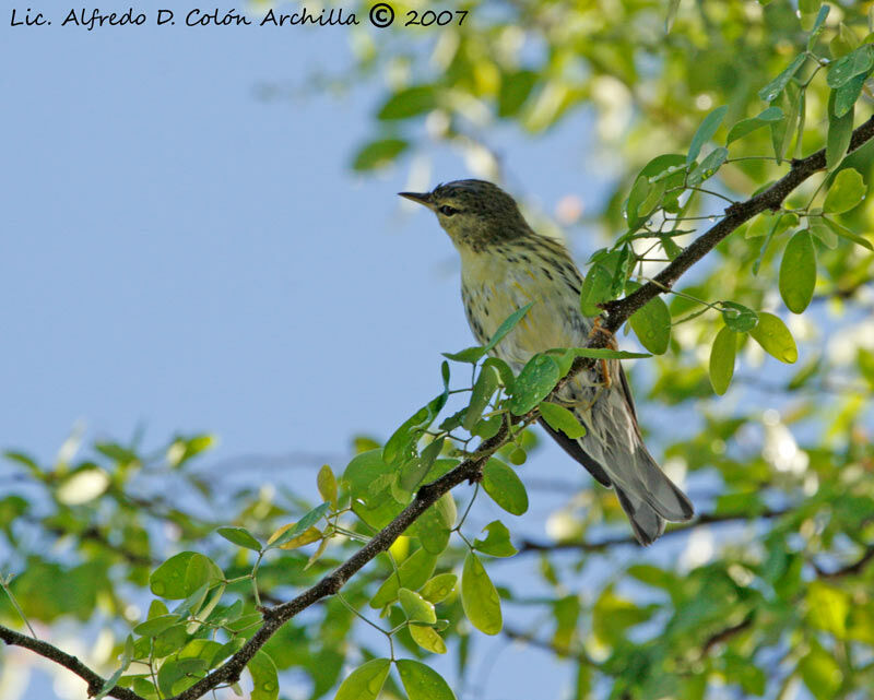 Paruline rayée