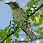 Blackpoll Warbler