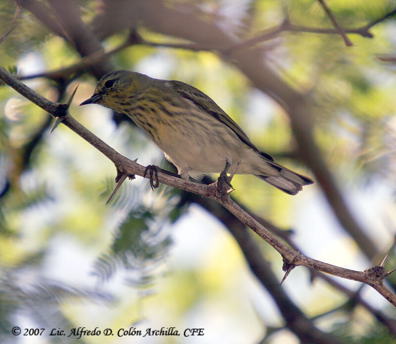 Cape May Warbler