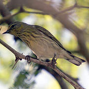 Paruline tigrée