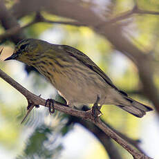 Paruline tigrée