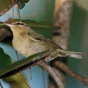 Worm-eating Warbler