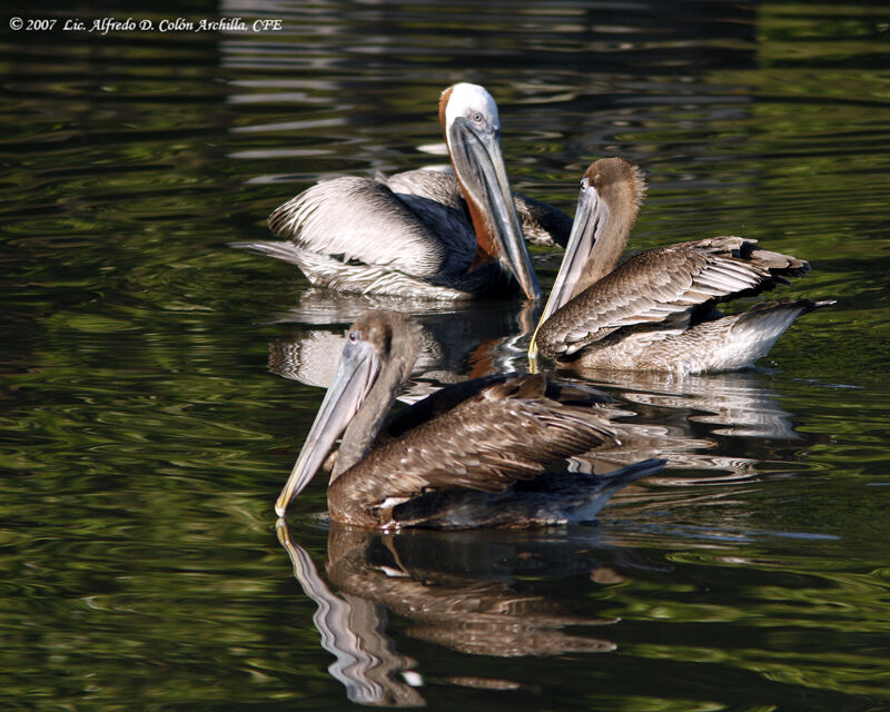 Brown Pelican