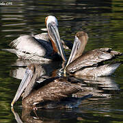 Brown Pelican