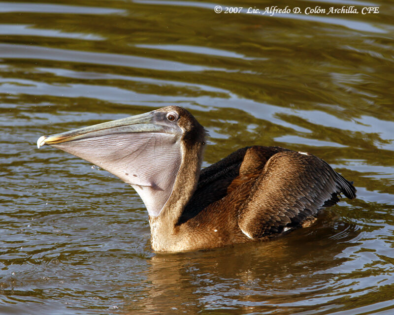 Brown Pelican