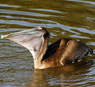 Brown Pelican