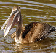 Brown Pelican