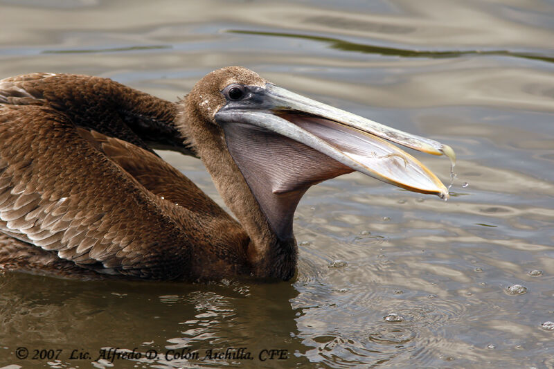 Brown Pelican