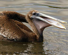 Brown Pelican