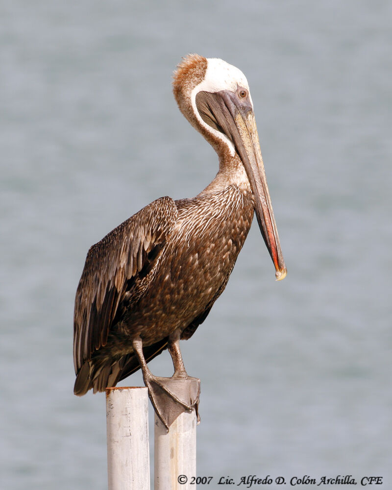 Brown Pelican