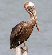 Brown Pelican