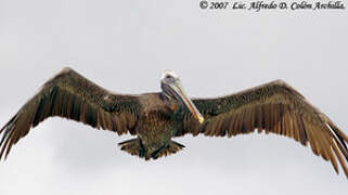 Brown Pelican