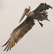 Brown Pelican